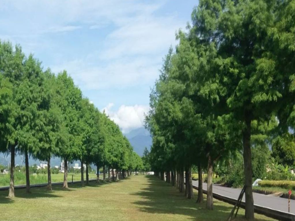 三星鄉落雨松步道實景