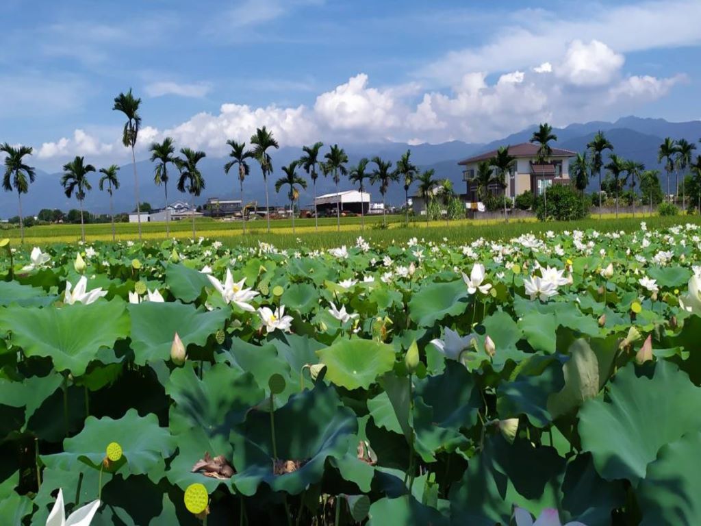 三星鄉荷花田實景例