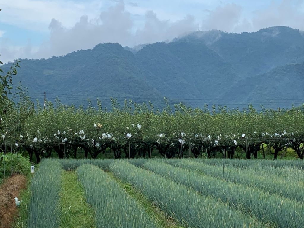 三星鄉蔥田實景